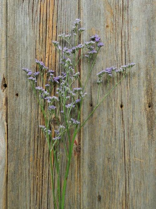 CALIFORNIA  PURPLE LIMONIUM